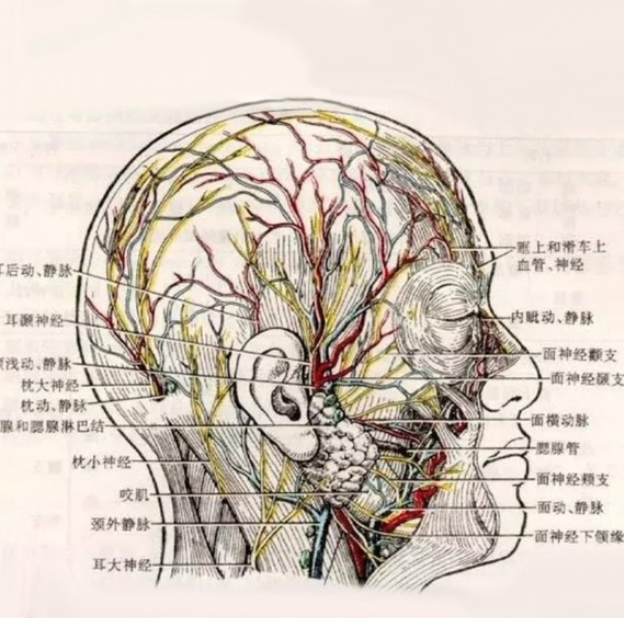 先和大家分享一下头面部主要血管,神经分布图.