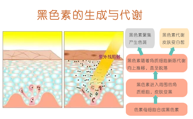 晒黑了怎么快速变白