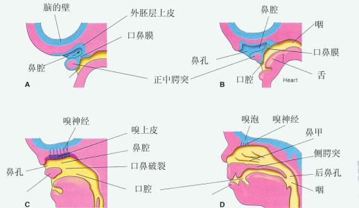 鼻部结构图