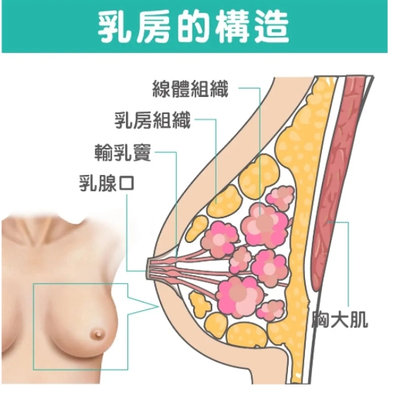 王世虎脂肪隆胸案例