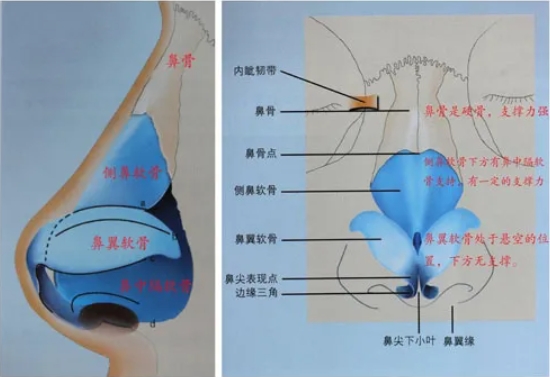 捏鼻子让塌鼻梁变高