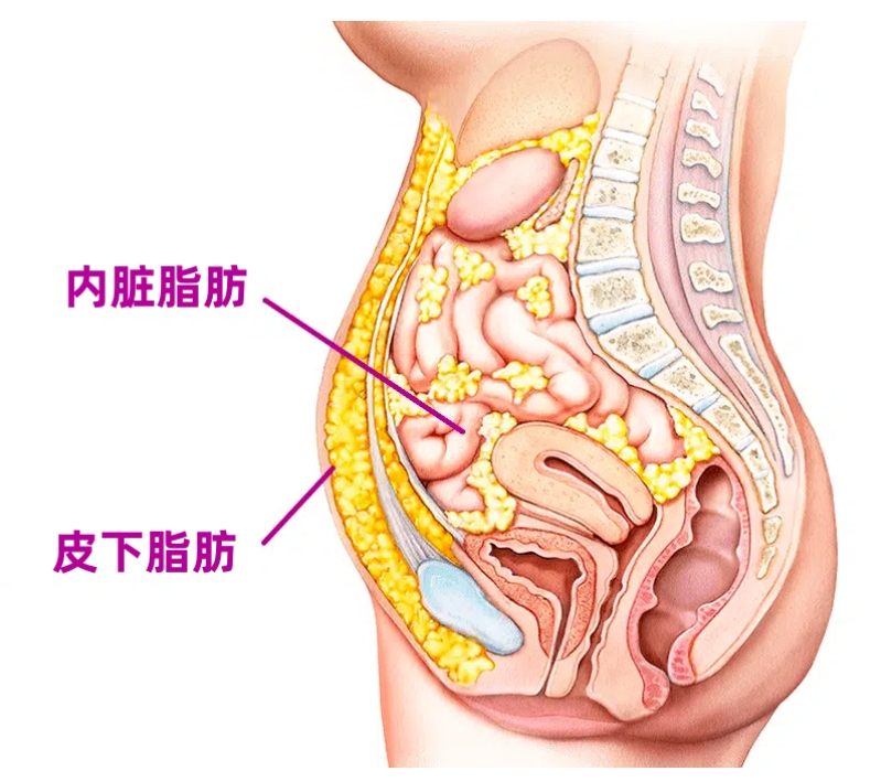 肚腩大是什么原因引起