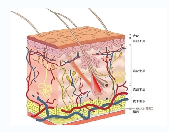 抗衰老的医美项目有哪些