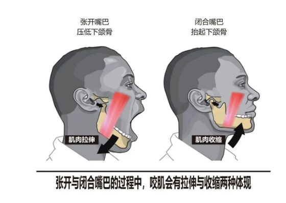 瘦脸最快最有效的方法