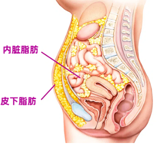 肚子上的赘肉怎么减最快