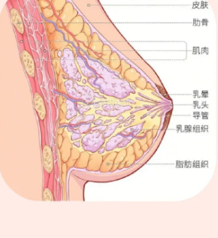 自体脂肪隆胸影响哺乳吗