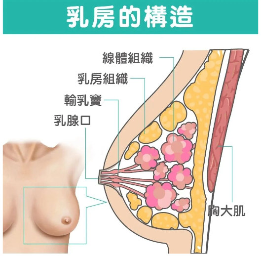 隆胸会影响母乳喂养吗