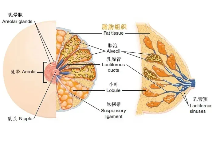 乳房结构