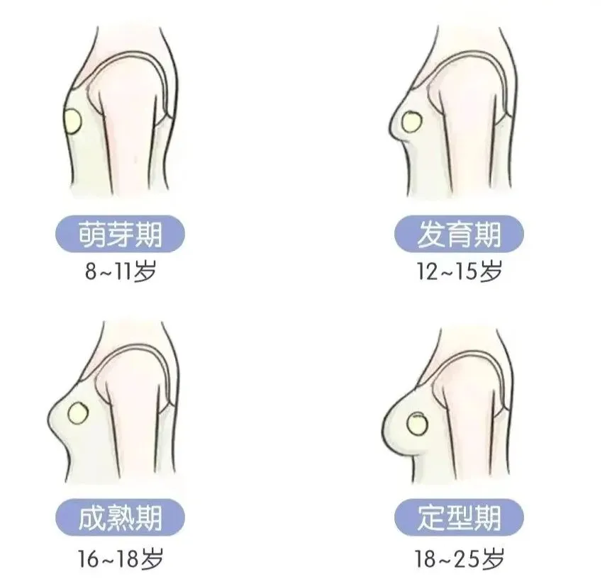 自体脂肪丰胸